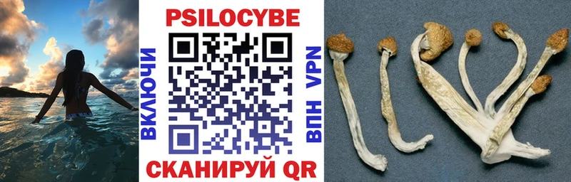 Купить где  Кашин  Псилоцибиновые грибы прущие грибы 